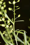 Common pepperweed